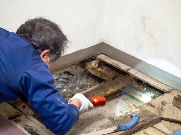 Best Fast Mold Removal  in Yellville, AR