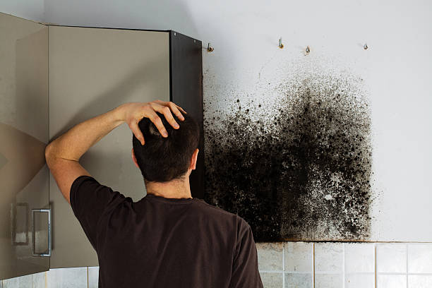 Best Certified Mold Removal  in Yellville, AR